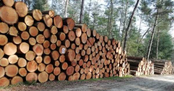 hout